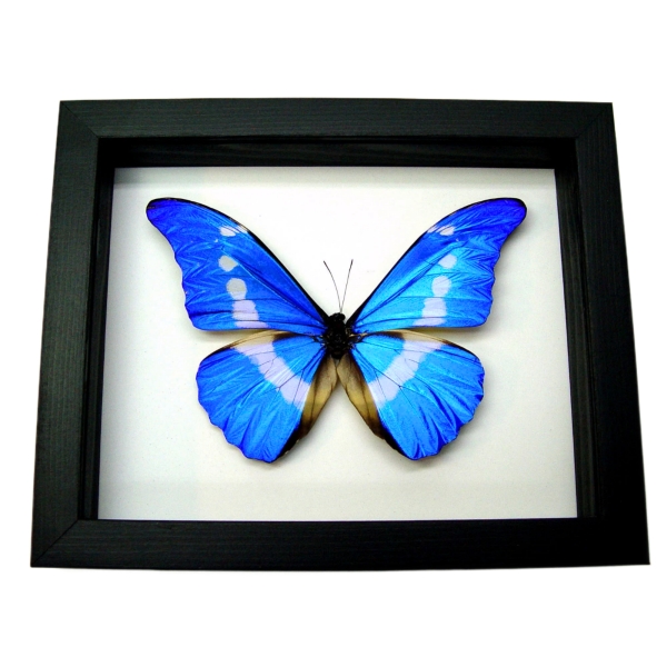 Framed Blue Morpho rhetenor helena Butterfly Taxidermy Classic Black Display