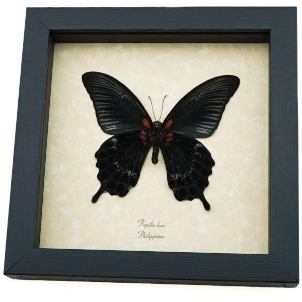 Real Black Gothic Butterfly Papilio Lowi verso Framed Taxidermy Display