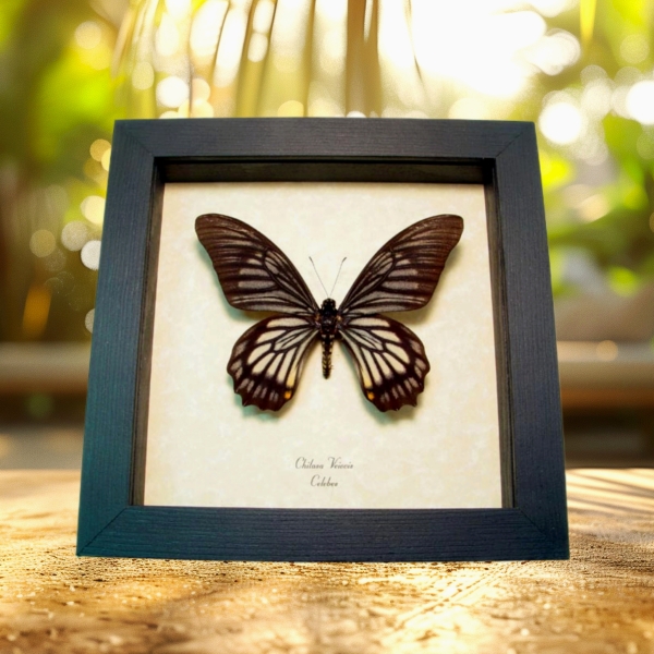 Chilasa veiovis Black Gothic Skull Butterfly Framed Taxidermy Display