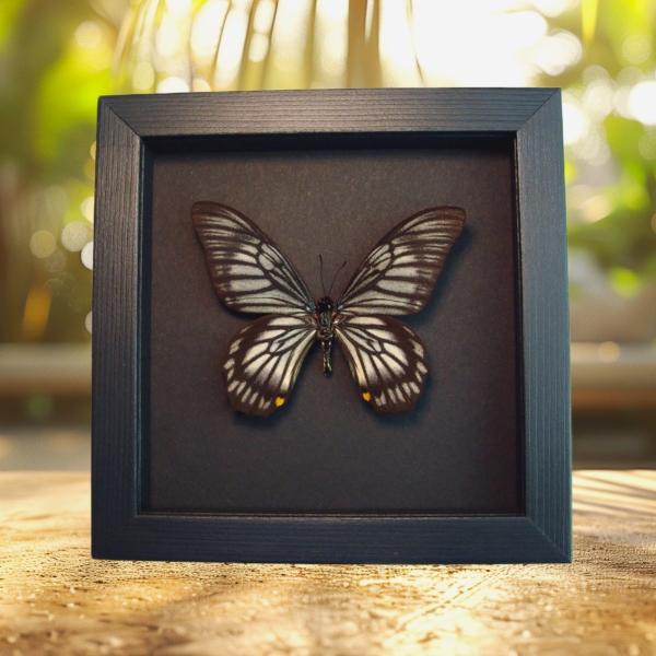 Chilasa veiovis Black Gothic Skull Butterfly Framed Taxidermy Moonlight Display