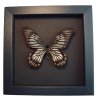 Chilasa veiovis Black Gothic Skull Butterfly Framed Taxidermy Moonlight Display