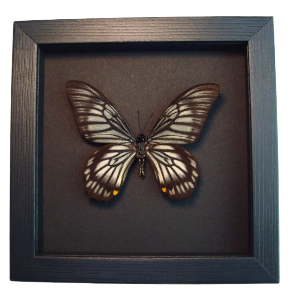 Chilasa veiovis Black Gothic Skull Butterfly Framed Taxidermy Moonlight Display