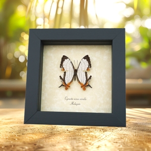 Cyrestis nivea nivalis Butterfly Straight line Map Wing Real Framed Taxidermy Display