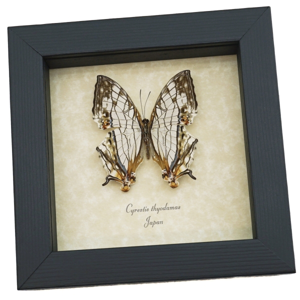 Cyrestis thyodamas Japanese Map Butterfly Real Framed Taxidermy Display