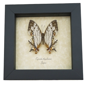 Cyrestis thyodamas Japanese Map Butterfly Real Framed Taxidermy Display