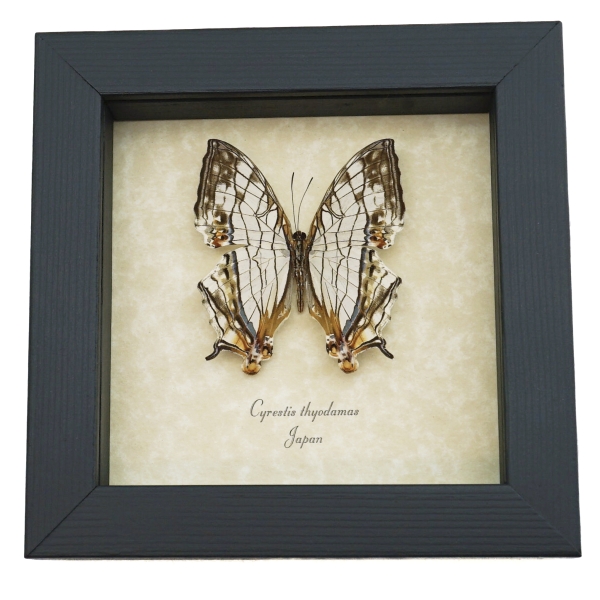 Cyrestis thyodamas Japanese Map Butterfly Real Framed Taxidermy Display
