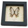Cyrestis thyodamas Japanese Map Butterfly Real Framed Taxidermy Display