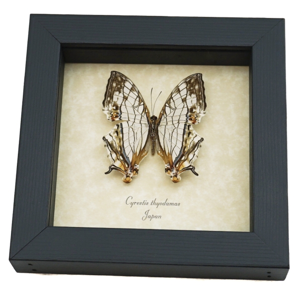 Cyrestis thyodamas Japanese Map Butterfly Real Framed Taxidermy Display