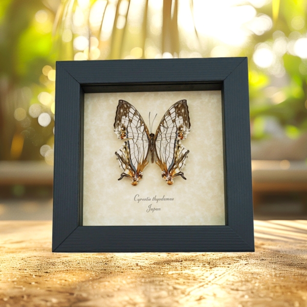 Cyrestis thyodamas Japanese Map Butterfly Real Framed Taxidermy Display