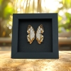 Cyrestis thyodamas Japanese Map Butterfly Real Framed Taxidermy Moonlight Display