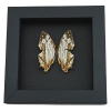 Cyrestis thyodamas Japanese Map Butterfly Real Framed Taxidermy Moonlight Display