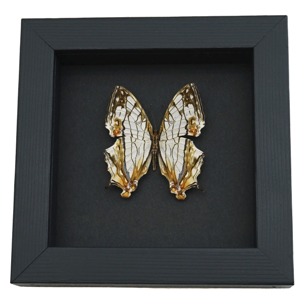 Cyrestis thyodamas Japanese Map Butterfly Real Framed Taxidermy Moonlight Display