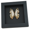 Cyrestis thyodamas Japanese Map Butterfly Real Framed Taxidermy Moonlight Display