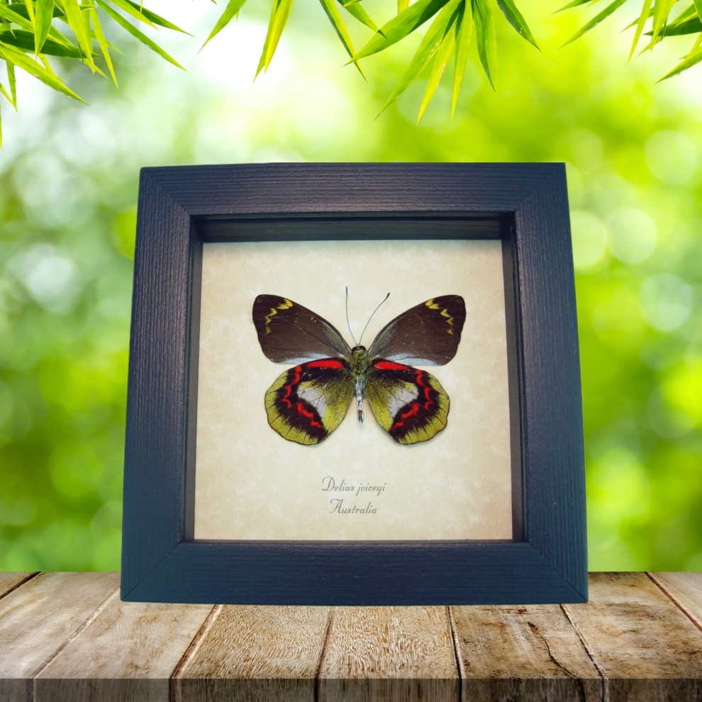 Delias joiceyi Rare Framed Australian Butterfly Taxidermy Display