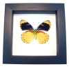 Delias splendida Framed Butterfly Taxidermy Classic Black Display
