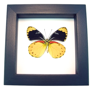 Delias splendida Framed Butterfly Taxidermy Classic Black Display