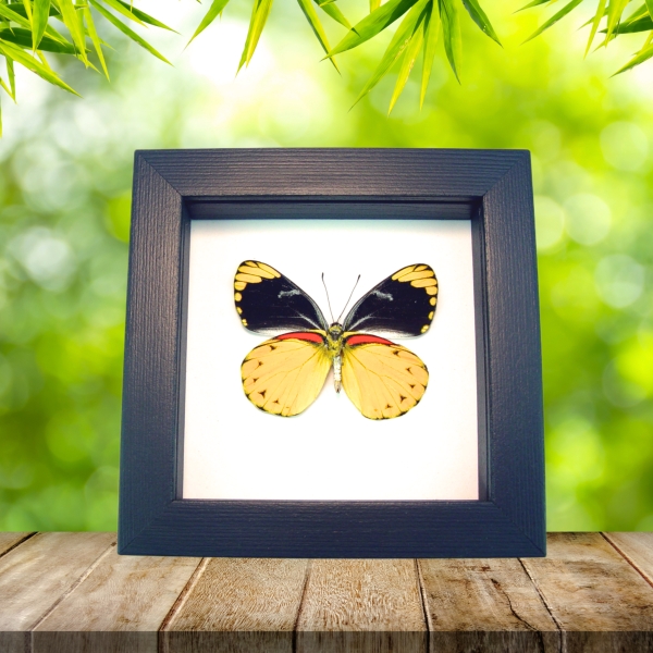 Delias splendida Framed Butterfly Taxidermy Classic Black Display