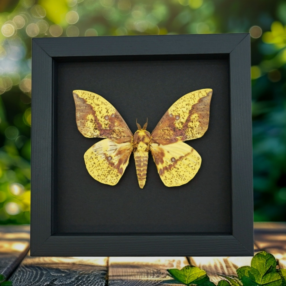 Real Framed imperial moth Eacles imperialis Taxidermy Moonlight Display