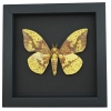 Eacles imperialis imperial moth Framed Silkmoth Taxidermy Moonlight Display