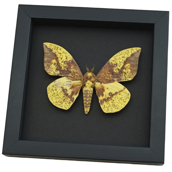 Eacles imperialis imperial moth Framed Silkmoth Taxidermy Moonlight Display