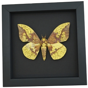 Eacles imperialis imperial moth Framed Silkmoth Taxidermy Moonlight Display