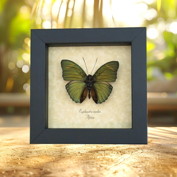 Real Framed African Butterfly Euphaedra medon Golden Green Taxidermy Display