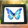Framed Blue Morpho rhetenor helena Butterfly Taxidermy Classic Black Display