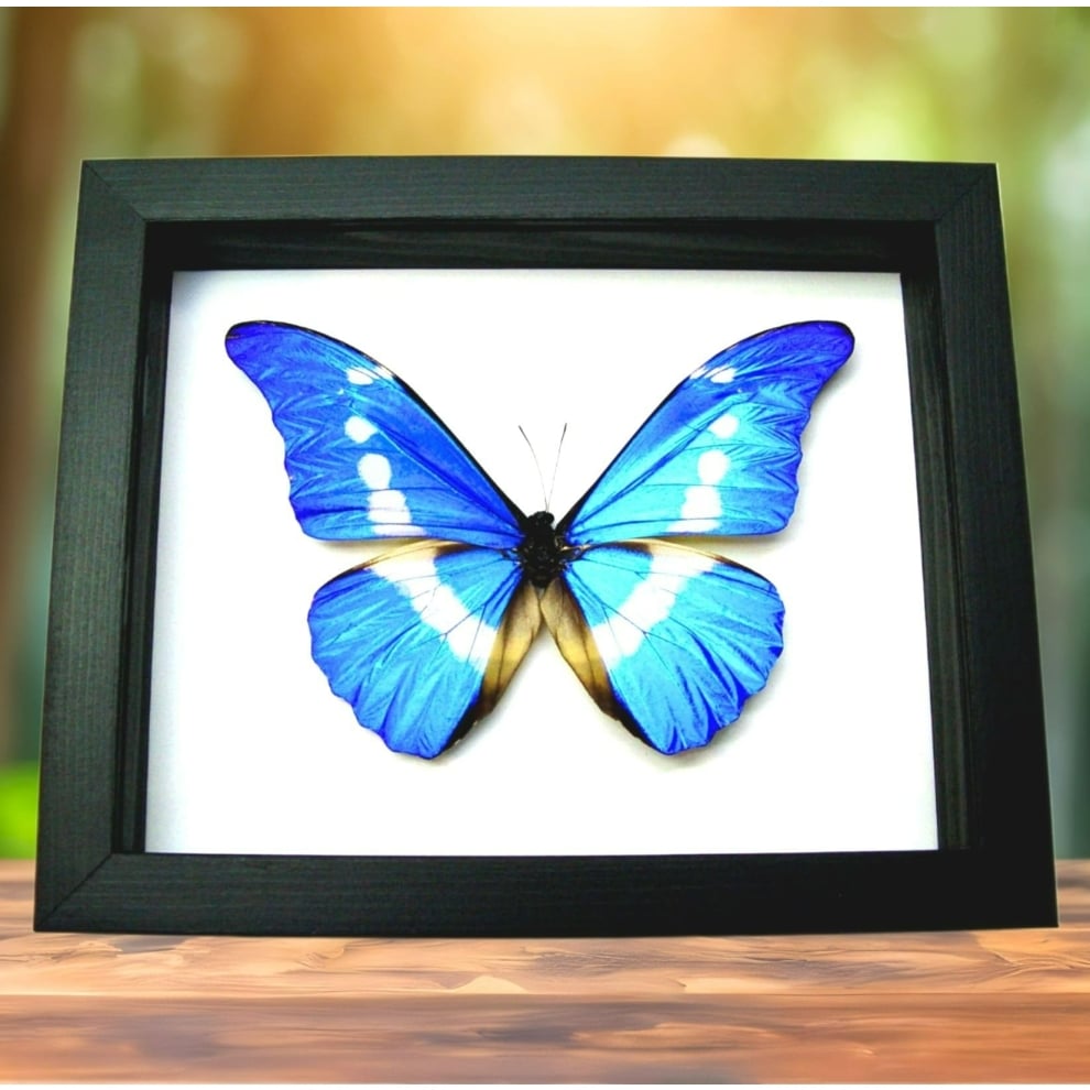 Framed Blue Morpho rhetenor helena Butterfly Taxidermy Classic Black Display