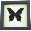 Real Black Gothic Butterfly Papilio Lowi verso Framed Taxidermy Display