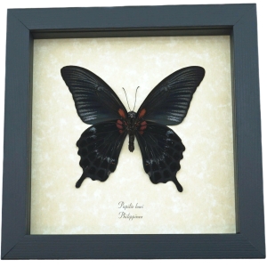 Real Black Gothic Butterfly Papilio Lowi verso Framed Taxidermy Display
