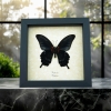 Real Black Gothic Butterfly Papilio Lowi verso Framed Taxidermy Display