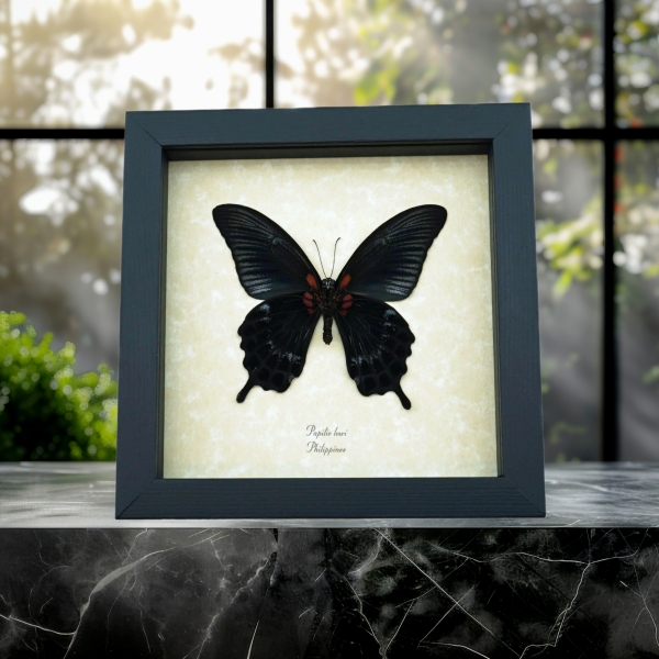 Real Black Gothic Butterfly Papilio Lowi verso Framed Taxidermy Display