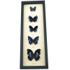 Royal Blue Butterfly Collection Real Framed Butterflies Taxidermy Display