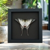 Eurytides Protesilaus Resting Butterfly Zebra Swallowtail Framed Taxidermy Moonlight Display
