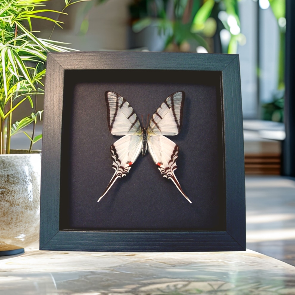 Eurytides Protesilaus Zebra Swallowtail Butterfly Framed Taxidermy Moonlight Display