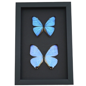 Blue Morpho Butterfly Collection Real Framed Butterflies Taxidermy Moonlight Display