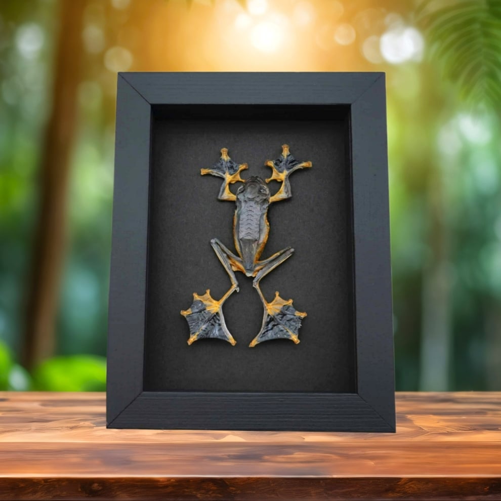 Flying Parachute Tree Frog Rhacophorus reinwardtii Male Large Framed Taxidermy Moonlight Display
