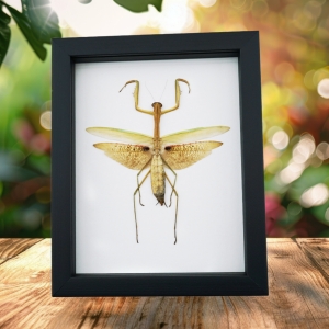 Tenodera sinensis Large Dead Leaf Praying Mantis Framed Insect Taxidermy Classic Black Display