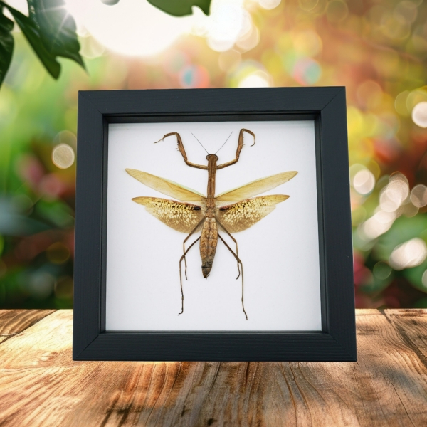 Tenodera sinensis Dead Leaf Praying Mantis Framed Insect Taxidermy Classic Black Display