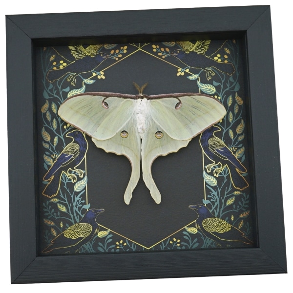 Real Luna Moth Framed Gothic Ravens Actias luna Taxidermy Display