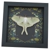 Real Luna Moth Framed Gothic Ravens Actias luna Taxidermy Display
