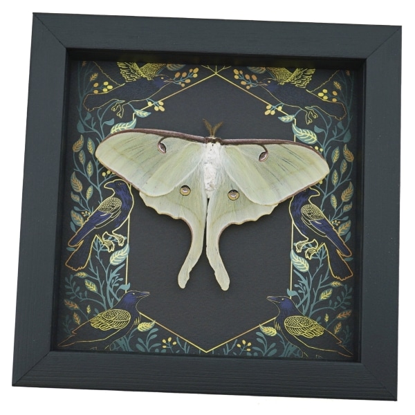 Real Luna Moth Framed Gothic Ravens Actias luna Taxidermy Display
