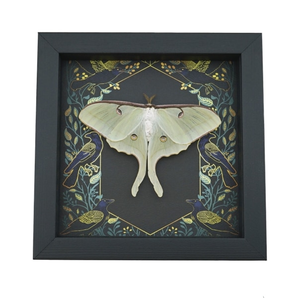 Real Luna Moth Framed Gothic Ravens Actias luna Taxidermy Display