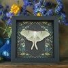 Real Luna Moth Framed Gothic Ravens Actias luna Taxidermy Display