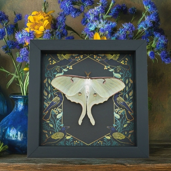 Real Luna Moth Framed Gothic Ravens Actias luna Taxidermy Display