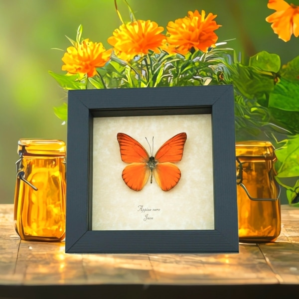 Appias nero Butterfly Orange Albatross Framed Insect Taxidermy Display