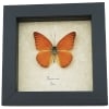 Appias nero Butterfly Orange Albatross Framed Insect Taxidermy Display