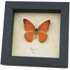 Appias nero Butterfly Orange Albatross Framed Insect Taxidermy Display