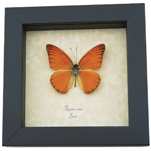 Appias nero Butterfly Orange Albatross Framed Insect Taxidermy Display