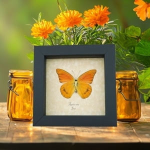 Appias nero verso Butterfly Orange Albatross Framed Insect Taxidermy Display